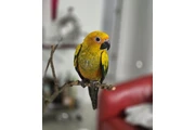VENTA DE  SUN CONURE Y JAULA en Orlando