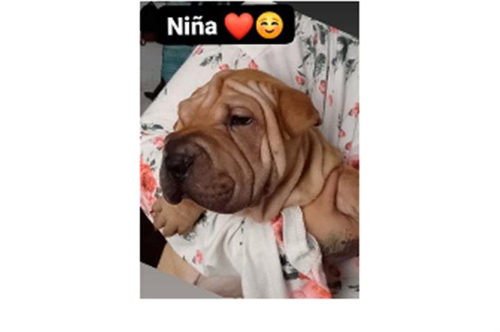 $220 : Raza Sharpei image 1