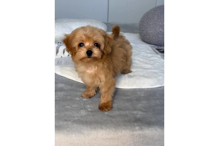 $350 : Adorable Maltipoo Puppies image 5