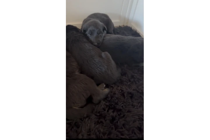 $500 : Germán Shepherd puppies image 1