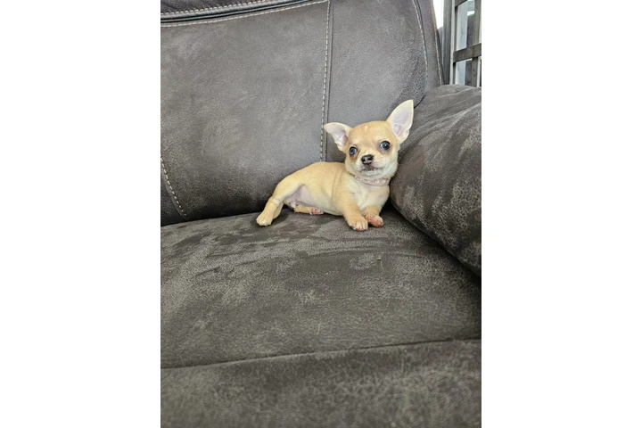 $260 : Two amazing chihuahua ready image 2