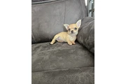 $260 : Two amazing chihuahua ready thumbnail