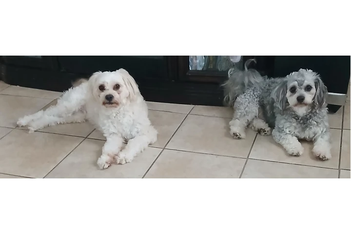 $1 : Perros en adopción image 1