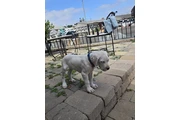 DOGO ARGENTINO en San Diego