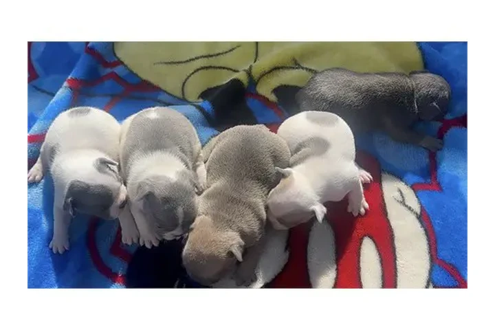 $350 : ¡Cachorros de Bulldog Francés image 3