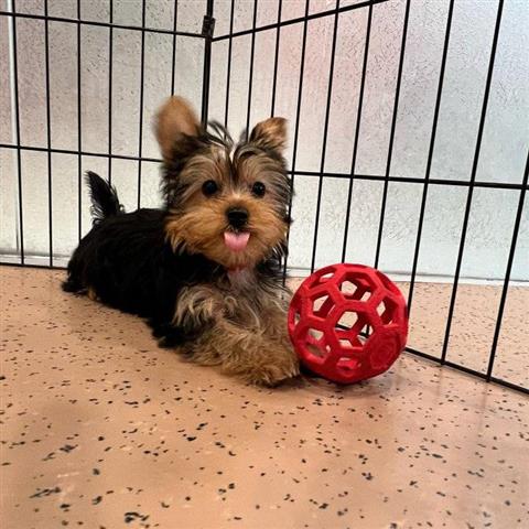 $500 : cachorros yorkshire terrier image 1