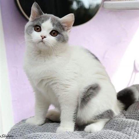 $500 : Adorable gatito persa Tengo image 2