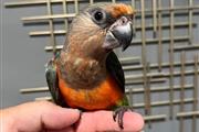 $300 : whatsapp parrots thumbnail