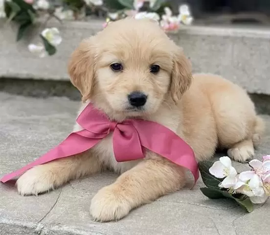 $350 : Golden retriever puppy for sal image 2
