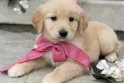 $350 : Golden retriever puppy for sal thumbnail