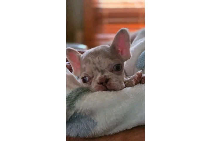 $250 : Adopción de cachorros de bulld image 8