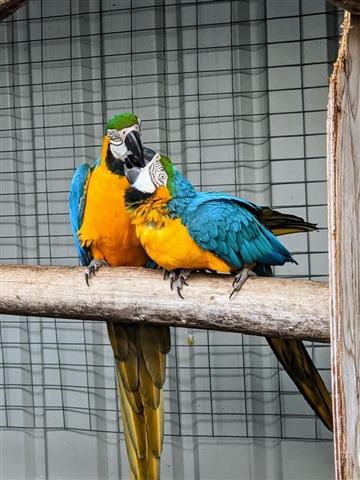 $700 : DNA papers Blue & Gold macaw. image 2