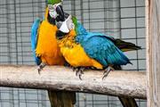 $700 : DNA papers Blue & Gold macaw. thumbnail