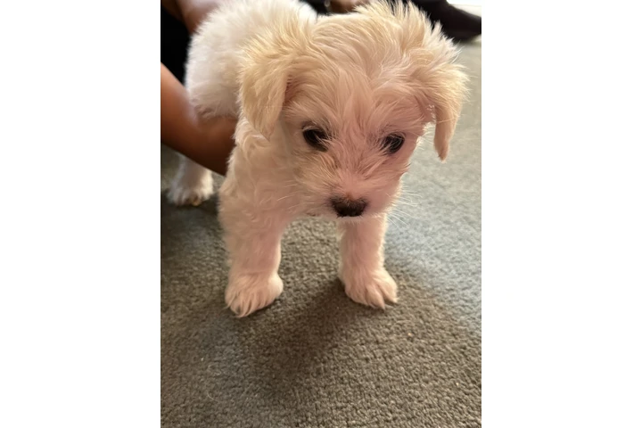 $500 : Maltipoo image 3