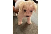 $500 : Maltipoo thumbnail