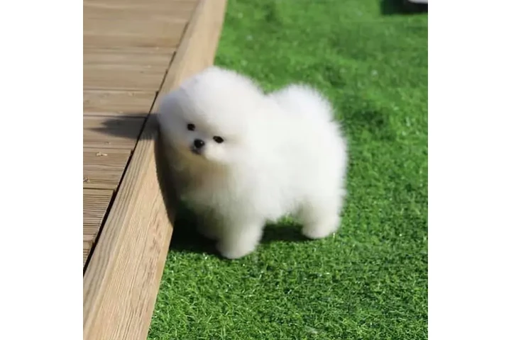 $350 : cachorros de Pomerania image 1