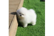 cachorros de Pomerania en Newark
