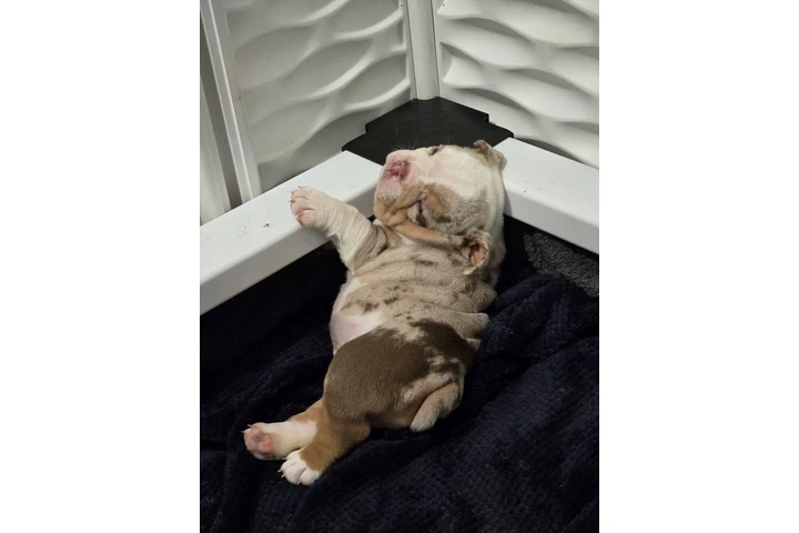 $3500 : Ingles bulldogs image 2