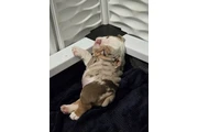 $3500 : Ingles bulldogs thumbnail
