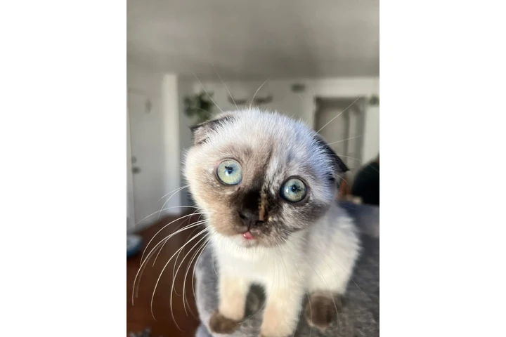 $2000 : 3 Beautiful Scottish Fold Girl image 8