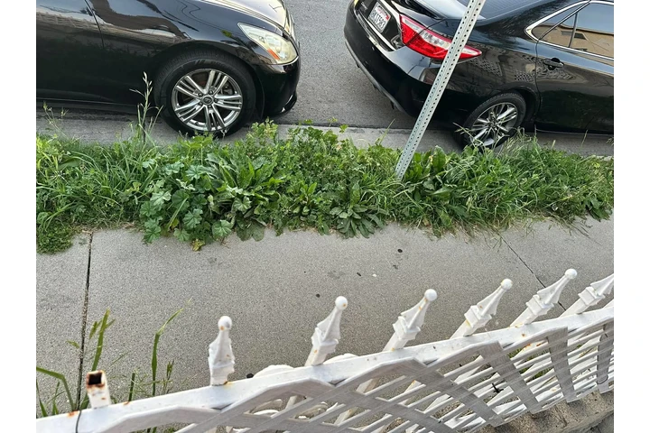 Corte de pasto 🏡$35 image 2