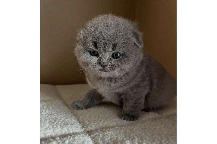 $210 : Boy and girl Scottish fold image 2