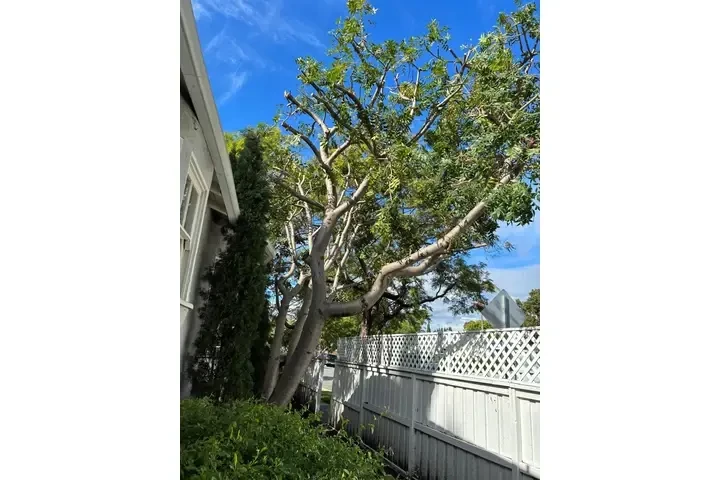 Mantenimiento de Jardines image 6