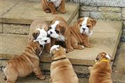 $500 : English Bulldog Puppies thumbnail