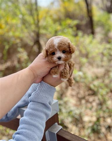 $350 : MALTIPOO EN VENTA image 1