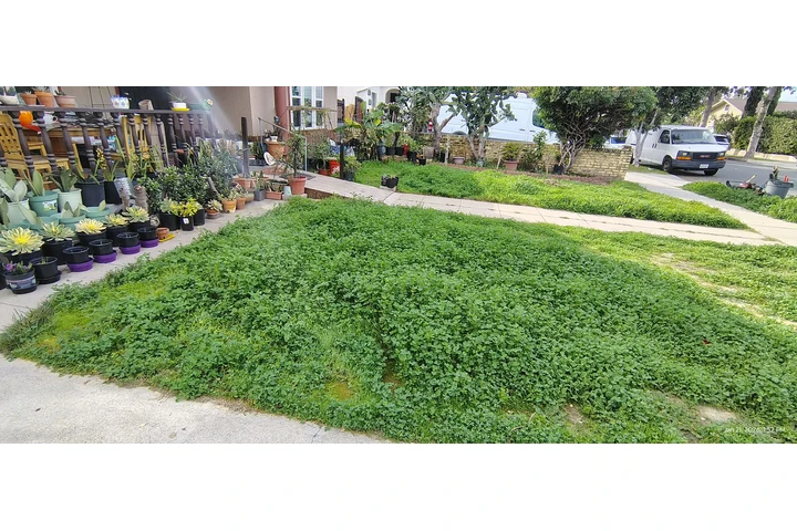 Corte de pasto 🏡$35 image 3