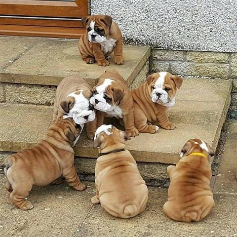 $500 : Cachorros de Bulldog Inglés image 3