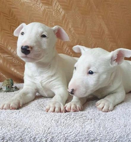 $700 : English Bull Terrier puppies image 2
