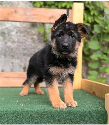 $450 : **German Shepherd** image 3