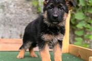 $450 : **German Shepherd** thumbnail