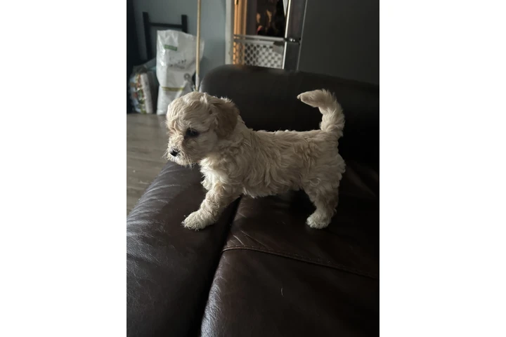 $500 : Vendo hermosas perritas bichon image 3