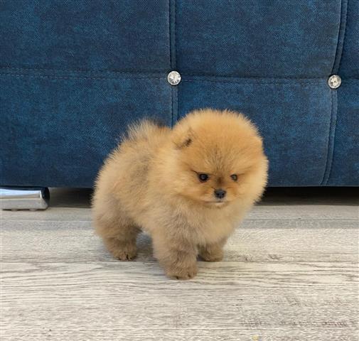 $410 : Teacup Pomeranian For Sale image 1