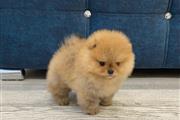 Teacup Pomeranian For Sale en Palm Springs