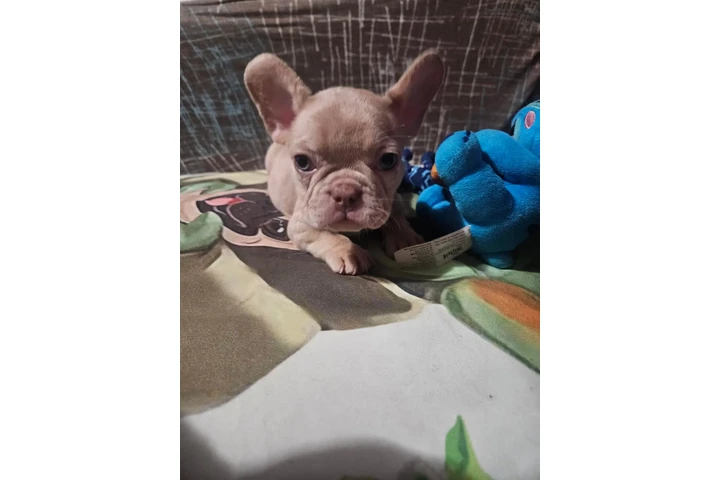$750 : French bulldog (los Angeles) image 6