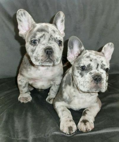 $500 : French Bulldog Puppies image 2