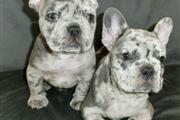 Merle French Bulldog Puppies en Imperial County