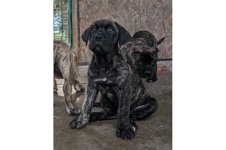 Perro de presa canario image 2