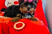 Cachorro Yorkie macho y hemb🌺 en Houston