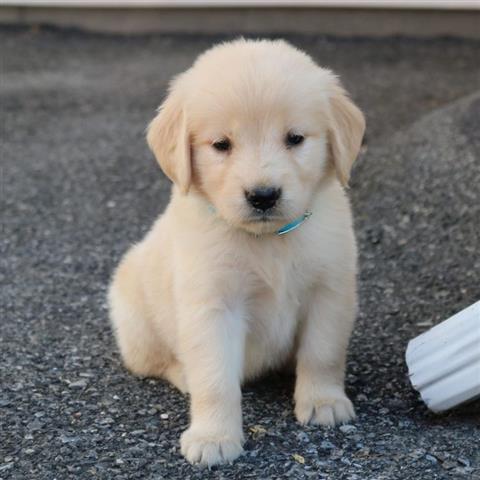 $350 : Golden retriever image 1