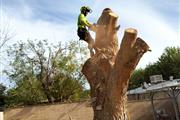 Gorila's Tree Services en San Bernardino