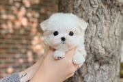 $500 : Teacup Maltese puppies thumbnail