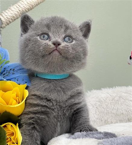 $300 : British Shorthair en venta image 1