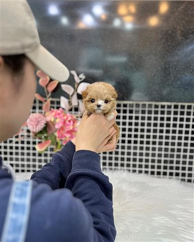 $350 : MALTIPOO EN VENTA image 3