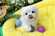 $360 : Maltese Puppies For Sale thumbnail