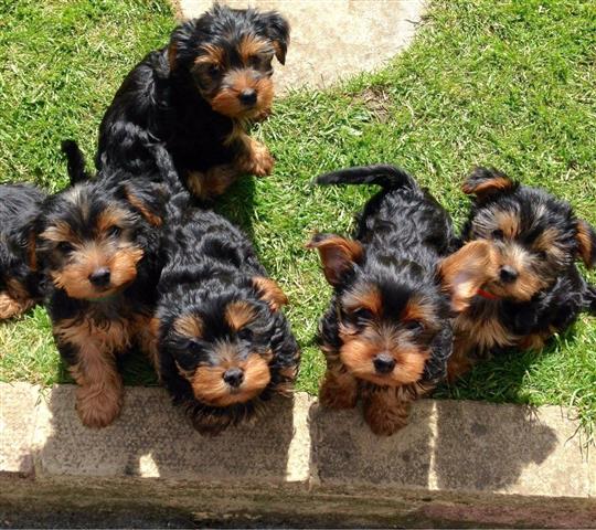 $100 : Cute Yorkie puppies 4u ready#❤ image 2