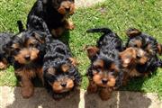 $100 : Cute Yorkie puppies 4u ready#❤ thumbnail